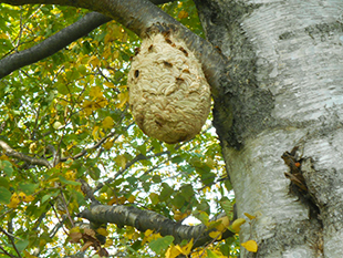 高い木の枝に作られたハチの巣を駆除する前
