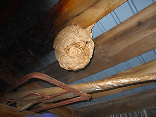 倉庫の屋根裏に作られたハチの巣を駆除する前